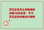 灵芝盆景怎么种植视频讲解(玩转盆景：学习灵芝盆景种植技巧视频)