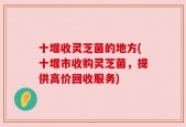 十堰收灵芝菌的地方(十堰市收购灵芝菌，提供高价回收服务)
