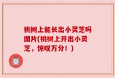 桃树上能长出小灵芝吗图片(桃树上开出小灵芝，惊叹万分！)