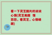 看一下灵芝图片的说说心情(灵芝美图  慢悠悠，看灵芝，心情晴朗)