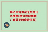 路边长得像灵芝的是什么植物(路边神秘植物：类灵芝的奇妙生长)