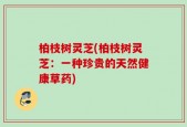 柏枝树灵芝(柏枝树灵芝：一种珍贵的天然健康草药)