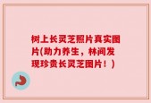 树上长灵芝照片真实图片(助力养生，林间发现珍贵长灵芝图片！)