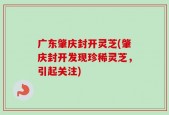广东肇庆封开灵芝(肇庆封开发现珍稀灵芝，引起关注)
