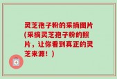 灵芝孢子粉的采摘图片(采摘灵芝孢子粉的照片，让你看到真正的灵芝来源！)