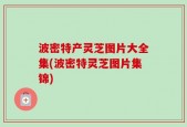 波密特产灵芝图片大全集(波密特灵芝图片集锦)