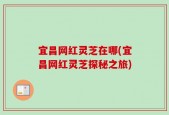 宜昌网红灵芝在哪(宜昌网红灵芝探秘之旅)