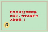 野生木灵芝(发现珍稀木灵芝，为生态保护注入新能量！)