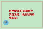 野生嫩灵芝(珍稀野生灵芝发现，或成为药用界新宠)