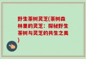 野生茶树灵芝(茶树森林里的灵芝：探秘野生茶树与灵芝的共生之美)