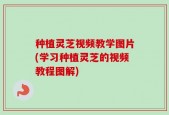 种植灵芝视频教学图片(学习种植灵芝的视频教程图解)