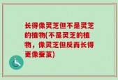 长得像灵芝但不是灵芝的植物(不是灵芝的植物，像灵芝但反而长得更像蚕茧)