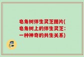 皂角树伴生灵芝图片(皂角树上的伴生灵芝：一种神奇的共生关系)