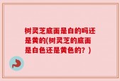 树灵芝底面是白的吗还是黄的(树灵芝的底面是白色还是黄色的？)