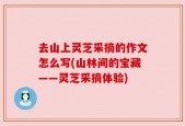 去山上灵芝采摘的作文怎么写(山林间的宝藏——灵芝采摘体验)