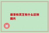 藤茶和灵芝有什么区别图片