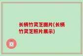 长柄竹灵芝图片(长柄竹灵芝照片展示)