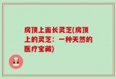 房顶上面长灵芝(房顶上的灵芝：一种天然的医疗宝藏)