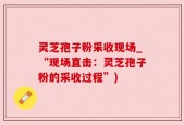 灵芝孢子粉采收现场_“现场直击：灵芝孢子粉的采收过程”)