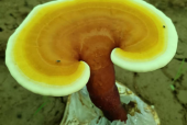 胃不好能吃灵芝孢子粉吗？才明白，原来是这样啊！