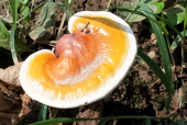 灵芝孢子粉一天吃几次？这样吃效果才好！