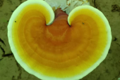 灵芝孢子粉的功效与禁忌，这些你都了解吗？