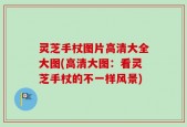 灵芝手杖图片高清大全大图(高清大图：看灵芝手杖的不一样风景)