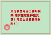 灵芝装盆用泥土种吗视频(如何在家里种植灵芝？用泥土还是其他材料？)