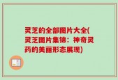 灵芝的全部图片大全(灵芝图片集锦：神奇灵药的美丽形态展现)