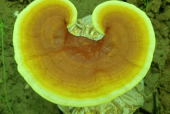 什么牌子的灵芝孢子粉好？不知道的看这篇！