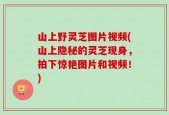 山上野灵芝图片视频(山上隐秘的灵芝现身，拍下惊艳图片和视频！)