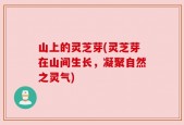 山上的灵芝芽(灵芝芽在山间生长，凝聚自然之灵气)