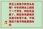灵芝上有孢子粉怎么处理？今年农博会上我买了一个灵芝，种在花盆里了，现在每天都有好多孢子粉落下来，不知道这个孢子粉能直接吃吗