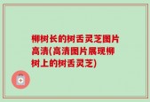 柳树长的树舌灵芝图片高清(高清图片展现柳树上的树舌灵芝)