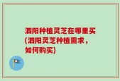 泗阳种植灵芝在哪里买(泗阳灵芝种植需求，如何购买)