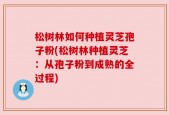 松树林如何种植灵芝孢子粉(松树林种植灵芝：从孢子粉到成熟的全过程)