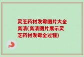 灵芝药材发霉图片大全高清(高清图片展示灵芝药材发霉全过程)