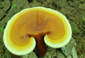 灵芝孢子粉对身体有什么好处？一文给你讲清楚