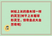 树桩上长的像木球一样的灵芝(树干上长着球形灵芝，惊奇盘点大自然奇观)