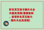 野生灵芝孢子图片大全大图高清版(看图鉴别，感受野生灵芝魅力 - 图片大全高清版)