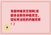 景甜种植灵芝视频(景甜亲自教你种植灵芝，轻松养活你的药膳灵草！)