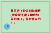 灵芝孢子粉收割前图片(观察灵芝孢子粉成熟前的样子，你会惊讶的！)