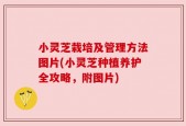 小灵芝栽培及管理方法图片(小灵芝种植养护全攻略，附图片)