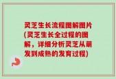 灵芝生长流程图解图片(灵芝生长全过程的图解，详细分析灵芝从萌发到成熟的发育过程)