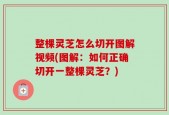 整棵灵芝怎么切开图解视频(图解：如何正确切开一整棵灵芝？)