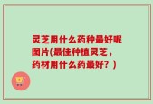 灵芝用什么药种最好呢图片(最佳种植灵芝，药材用什么药最好？)