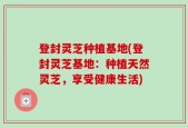 登封灵芝种植基地(登封灵芝基地：种植天然灵芝，享受健康生活)