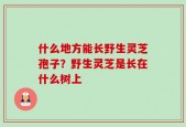什么地方能长野生灵芝孢子？野生灵芝是长在什么树上