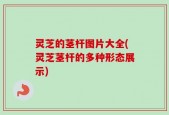 灵芝的茎杆图片大全(灵芝茎杆的多种形态展示)