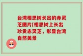 台湾相思树长出的赤灵芝图片(相思树上长出珍贵赤灵芝，彰显台湾自然美景
